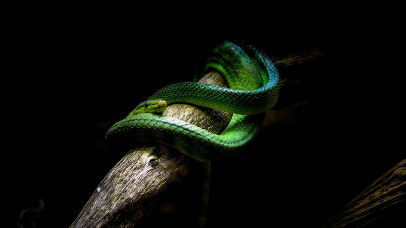 animal body part, studio shot, 1080P, nature, green, indoors, green color, animal head, night, vertebrate, one animal, animal scale, animal themes, dark