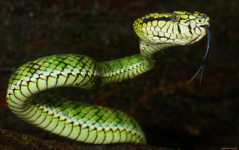 reptiles, reptile, animal scale, animal body part, animal head, no people, vertebrate, animals in the wild, focus on foreground, animals, close-up, one animal