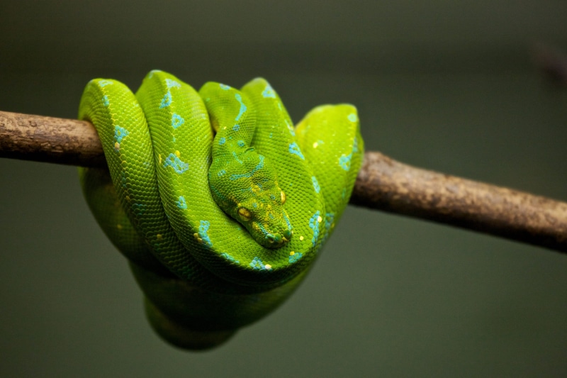 animal body part, branch, vertebrate, no people, animal wildlife, close-up, snake, python, green snake, emerald, yellow eye, curled up, wildlife, focus