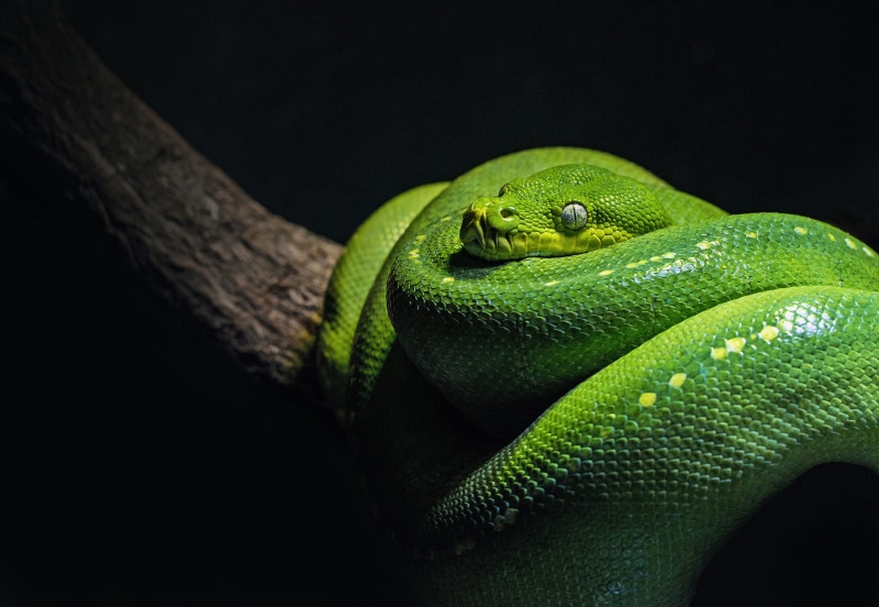 photography, animal head, environment, animal body part, close-up, morelia viridi, animal themes, black background, snake, poisonous, dark, animal, photo