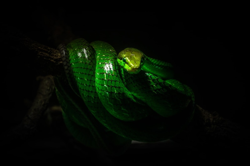 indoors, close-up, animal themes, no people, night, nature, black, wildlife, black background, snake, animal body part, reptiles, plastic, 1080P, lights