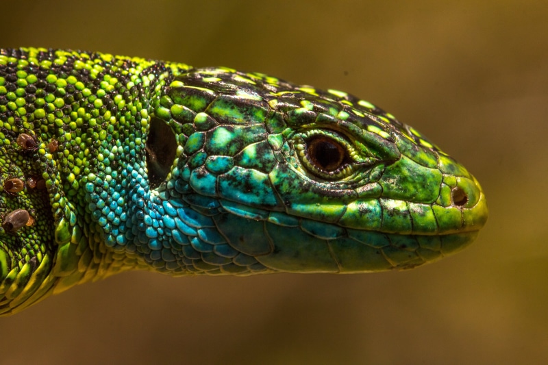 bilineata, carnivore, close up photography, Lacerta bilineata, mites, dragon, green Color, lacerta, close, black, black lizard, reptil, 5K, blue, animal Skin
