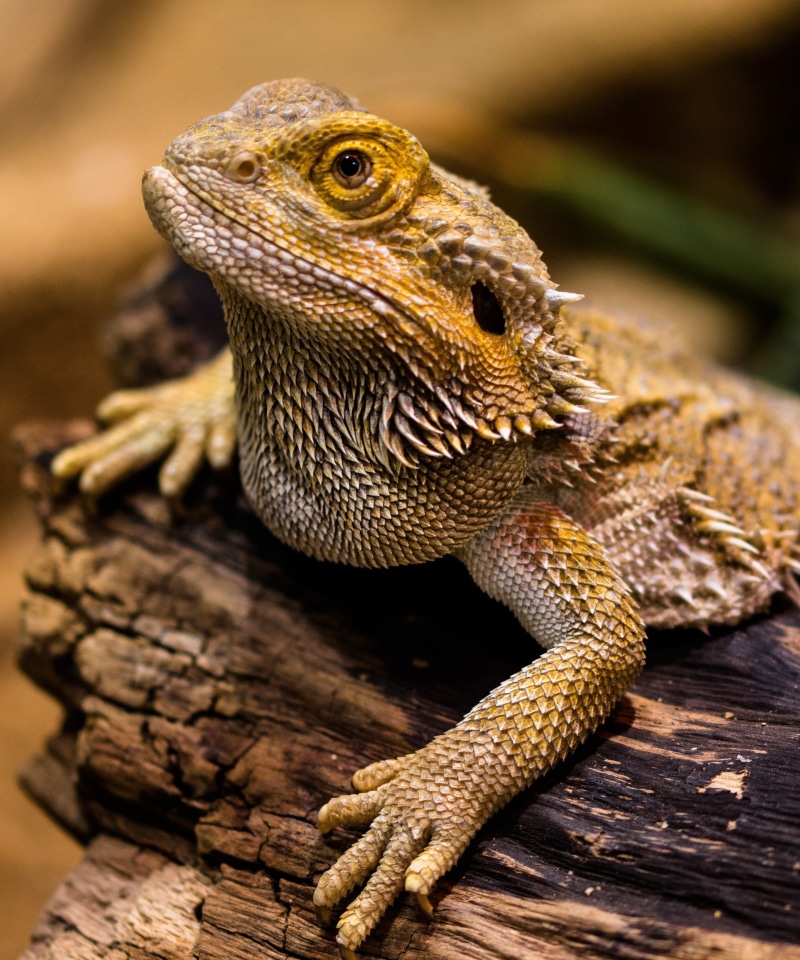 focus, lizards, outdoors, selective, hunt, animal wildlife, amphibian, watch, day, animal scale, agame, lizard, animals in the wild, animal body part, dragon