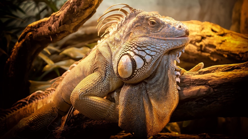 animal body part, nature, focus on foreground, lizard, outdoors, close-up, animal wildlife, animal, scaled reptile, close up, bearded dragon, wildlife