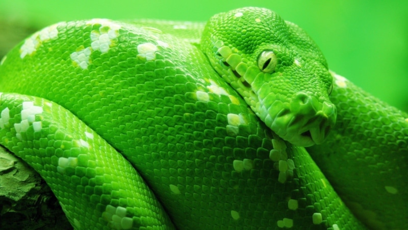 curled up, green, snake, nature, reptiles, green color, vertebrate, day, one animal, close-up, animal wildlife, poisonous, animal body part, animal scale