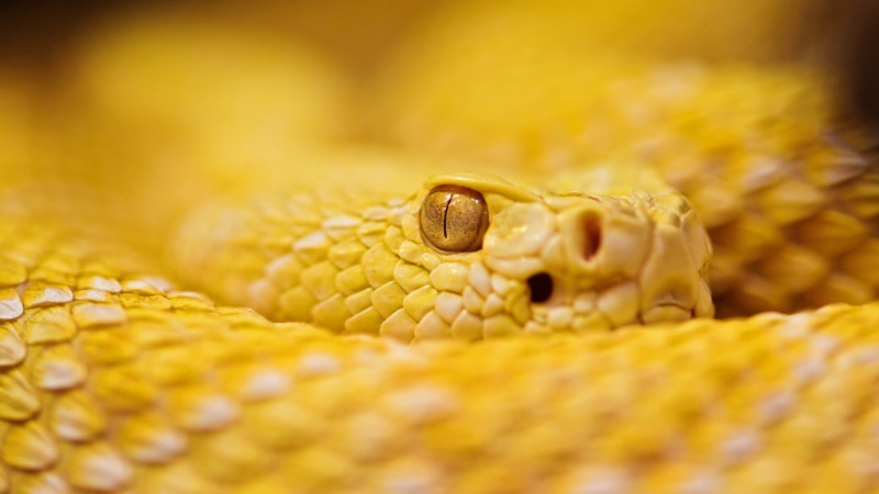 yellow, scales, 2K, macro, animals, eyes, snake, reptiles, green