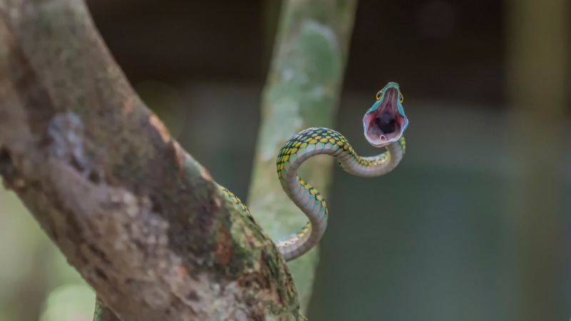 no people, animal themes, animal, focus, poisonous, photography, animal head, day, communication, animal wildlife, animal mouth, mouth open, tree, reptiles