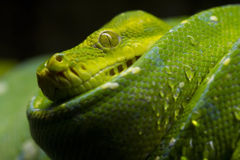 animal, carnivore, trickle, 5K, snake, Viper, green, reptile, Oslo, Norway, slight, wildlife, Animal Planet, photography, green Color, nature, macro photography