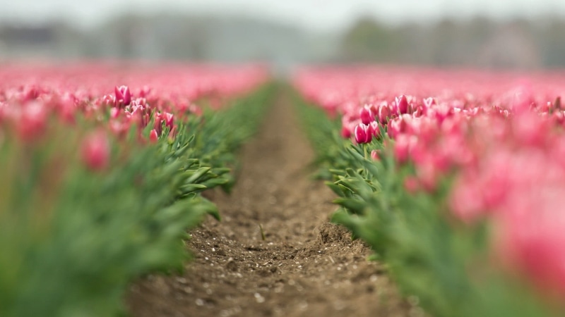 field, leaf, red, backgrounds, springtime, multi Colored, day, tilt shift, environment, growth, colors, season, freshness, 1080P, angle, tulip, summer