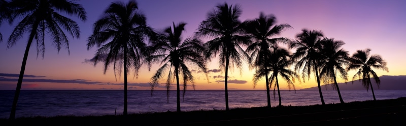 Silhouette, Beautiful, Trees, Maui, USA, Sunset, Hawaii, 4K, Palm