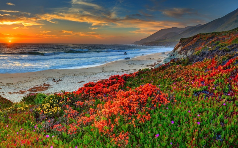 2K, golden, petaled, Flowers, Coast, Sunset, red, Beach, flower, Sea, field, hour