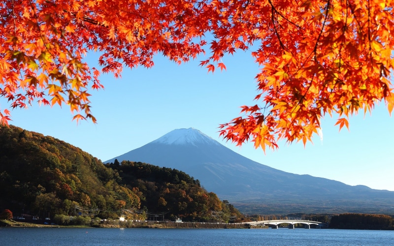 Leaves, 1080P, Fuji, Japan, mount, Red, Autumn