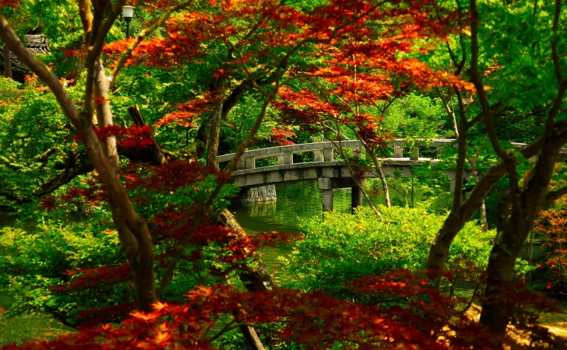 land, park, nice, red, architecture, 4K, bridge, kyoto, building exterior, japanese, growth, trees, tree, cool, outdoors, green color, no people, forest
