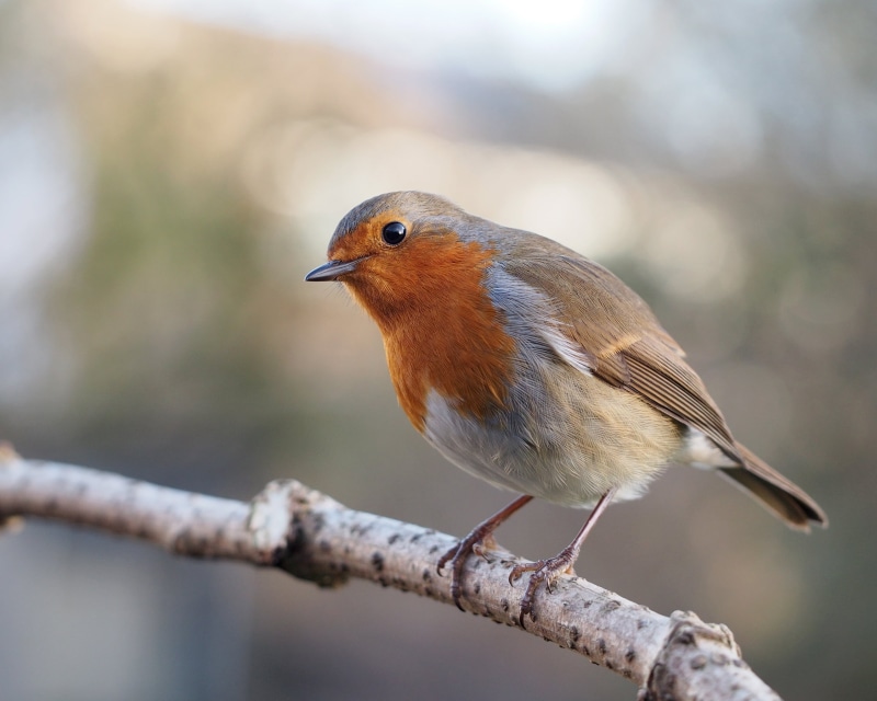 gray, branch, rubella, robin, outdoors, lens, beak, brown, 1080P, tilt, animals In The Wild, animal, nature, wildlife, shift, bird, tilt shift lens, photography