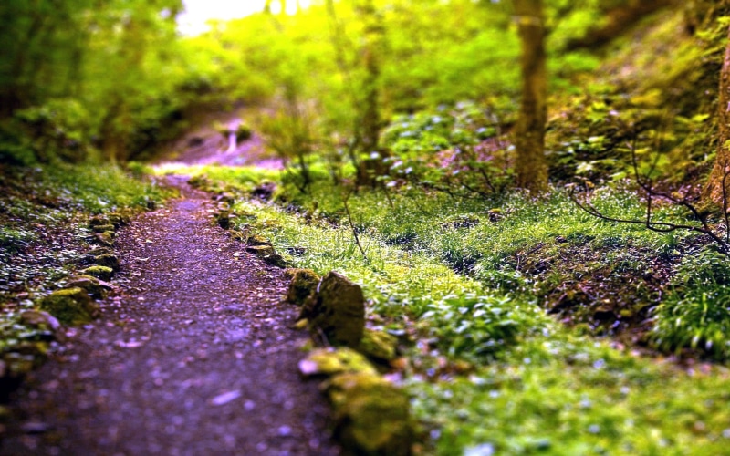 tilt shift, path, leaf, selective focus, wet, growth, autumn, land, tranquil Scene, woodland, surface level, direction, landscape, plants, grass, outdoors