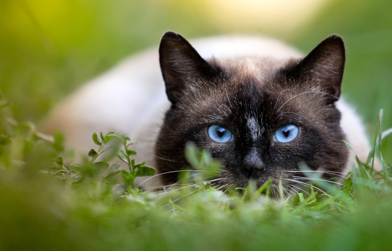 kitten, tilt-shift photography, feline, photography, shift, himalayan cat, grass, portrait, summer, looking, animal, himalayan, tilt, nature, outdoors