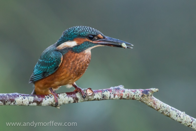 teal, nature, shift, brown bird, lens, beak, animal, wildlife, bird, Light, tilt shift lens, 2K, tilt, bird Watching, photography, Breakfast, brown