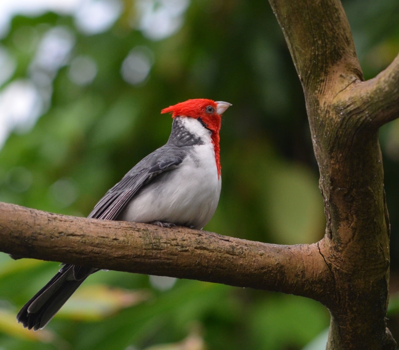 gray, tilt, Photography, nature, black, beak, National Zoo, Tilt Shift Lens, wildlife, red, bird, lens, black bird, outdoors, shift, Nikkor, animal, branch