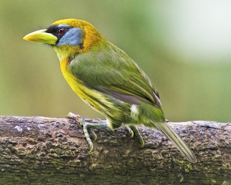 Eubucco bourcierii, lens, neotropical, 720P, NGC, outdoors, birdwatching, NPC, wildlife, tilt shift lens, bird, animal, feather, shift, Ecuador, Dave
