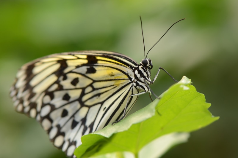 black, black Monarch, nature, animal Wing, Emmen, Rice Paper, tilt shift photography, butterfly, micro, wildlife, close-up, beauty In Nature, yellow, animal