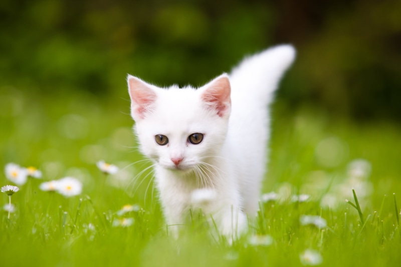 looking, cats, grass, tilt, small, kotě, 4K, shift, kitty, lens, cute, animal, photography, domestic Cat, pet, domestic Animals, socka, Canon 40D, white cat