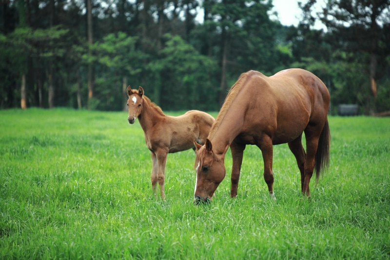 nature, pony, tree, two animals, stallion, young animal, field, focus, mare, domestic, meadow, foal, beauty In Nature, selective, outdoors, racing, land