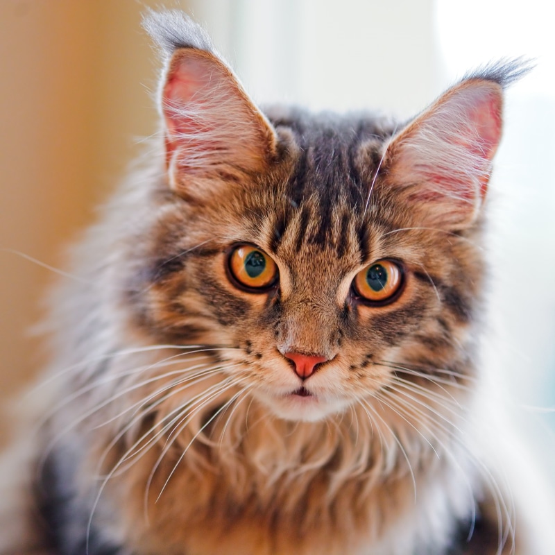 buochs, fluffy, domestic Animals, selective focus, fur, animal, near, portrait, feline, long, switzerland, brown, looking, standing, cute, Gumbie, pets