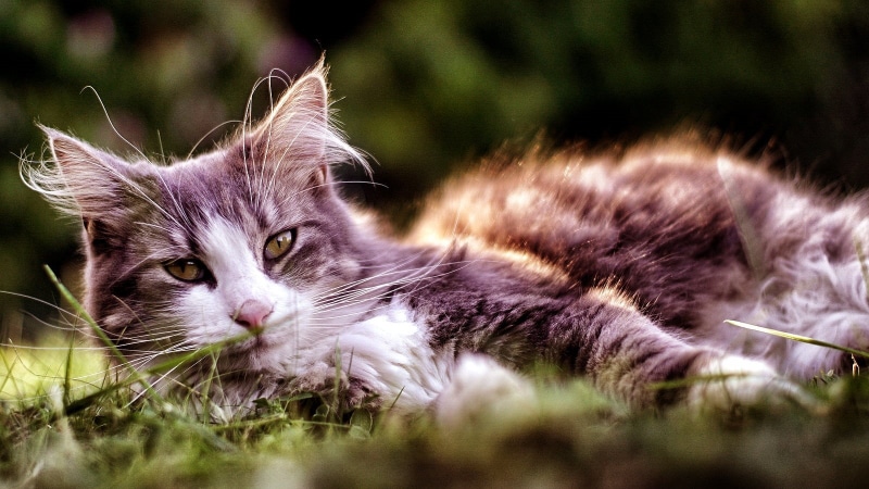 white cat, Cat  Chat, Pentax, SMC, nature, tilt, Zhongyi, domestic Cat, Sony A6000, kitten, cute, green grass, fur, grass, Portrait, animal, tilt-shift photography
