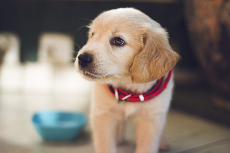 pets, young animal, pet, animal head, side, golden, 5K, coated, canine, fur, dog, selective, retriever, close-up, pet collar, mammal, facing, friend, animal