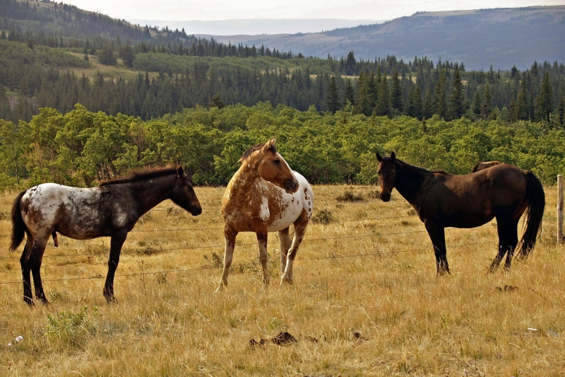 wildlife, nature, tree, day, field, domestic, plant, horse, no people, vertebrate, animal wildlife, 2K, herbivorous, grass, montana, landscape, three