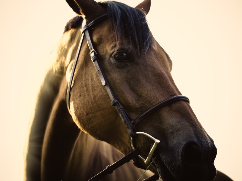 horse, focus, animal head, sunshine, pets, 5K, one animal, mammal, working animal, domestic, livestock, selective, animal themes, animal wildlife, vertebrate