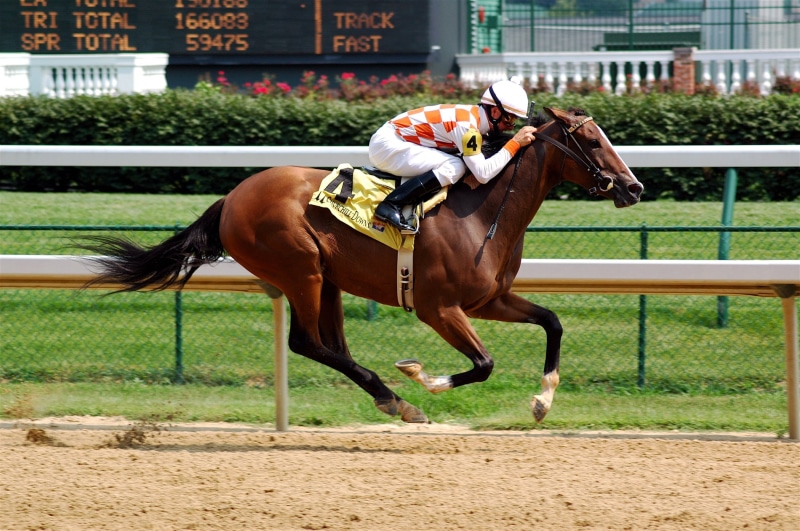 equestrian Event, sports Race, winning, animal wildlife, day, herbivorous, animal Sport, horseracing Track, 1080P, animal, activity, plant, brown, outdoors