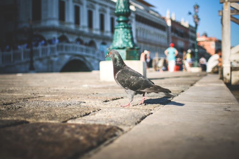 4K, animal wildlife, street, architecture, nature, perching, vertebrate, day, incidental people, building exterior, animal themes, animals in the wild