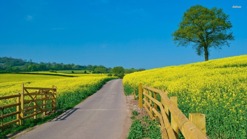 green, road, yellow, seeds, tree, daylight, field, 1080P, mustard, fence, france, blue, nature and l, colza, nature