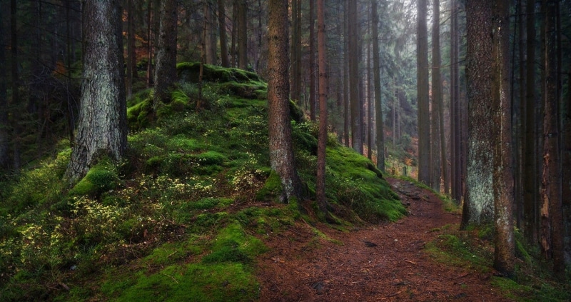 daylight, dark, Germany, trees, forest, landscape, atmosphere, 720P, nature, grass, path