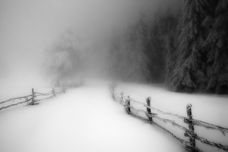 forest, plant, road, tranquility, daylight, fence, no people, cold temperature, outdoors, wooden, environment, trees, barrier, tranquil scene, mist, scenics - nature