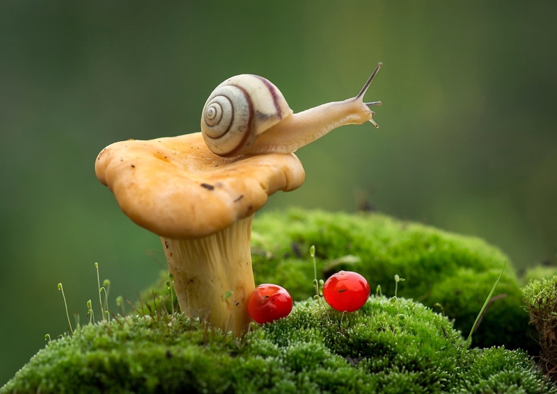 vegetable, green color, moss, food, toadstool, 1080P, land, field, no people, snail, mushroom, Fox, plant, brown, nature, outdoors, fungus, focus on foreground