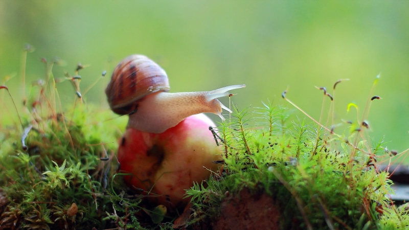 beauty in nature, no people, animal, animal wildlife, brown, macro, gastropod, plant, flower, fragility, field, fruit, snail, grass, growth, close-up, 2K