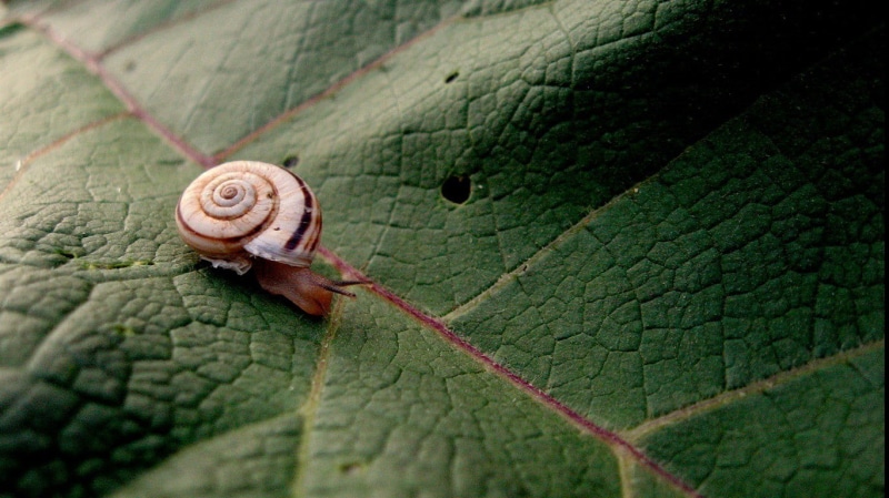 animals in the wild, drop, brown, escargot, gastropod, mollusk, freshness, nature, 720P, wet, backgrounds, pattern, animal, small, summer, plant part