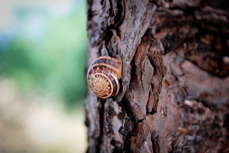 animal wildlife, plant bark, trunk, focus on foreground, tree, day, macro, invertebrate, no people, close-up, tree trunk, bark, trees, beige, brown, animal shell