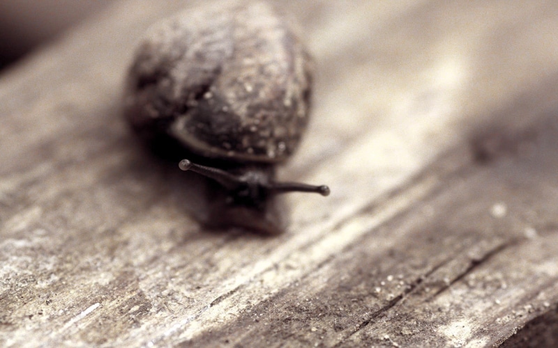 animals in the wild, mollusk, insect, indoors, boredom, sepia, brown, animal, animal wildlife, snail, gastropod, wood - material, one animal, macro, invertebrate