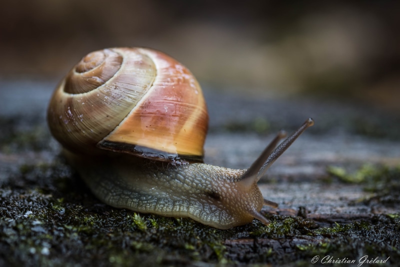 in the rain, close-up, Sigma, Macro, Canon  EOS  700D, tilt, 5K, mollusk, Escargot, slow, crawling, Snail, nature, giant, Animal, slimy, Animaux, Coquille