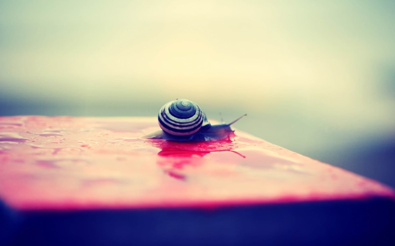 animal shell, small, selective focus, invertebrate, animals in the wild, animal themes, boredom, macro, black, beauty in nature, surface level, gray, one animal