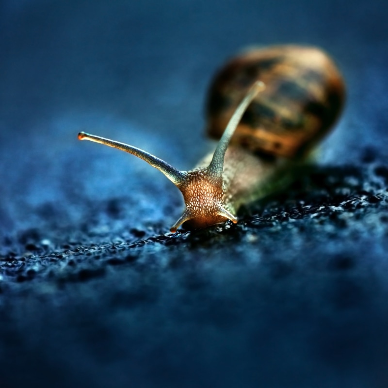 photography, mollusk, animal, Snail, nature, Macro, Sigma, close-up, EX, 2K, APO, f3.5, focus, HSM, gastropod, slow down, brown, slimy