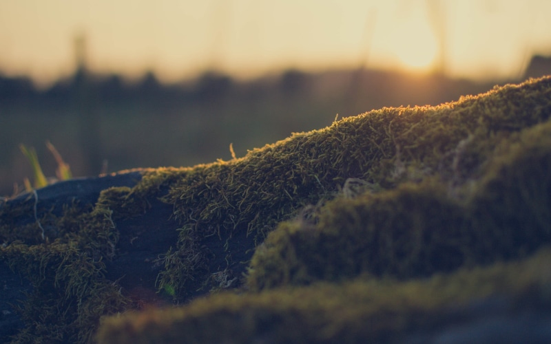 no People, tree, 2K, land, outdoors, tranquility, landscape, abstract, tranquil scene, morning, macro, sunlight, winter, sky, season, summer, beauty in nature