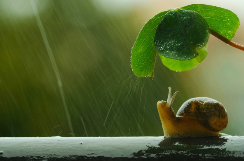 rain, umbrella, brown, beauty in nature, food and drink, snail, plant part, green color, plant, leaf, macro, water, food, sunlight, fruit, healthy eating