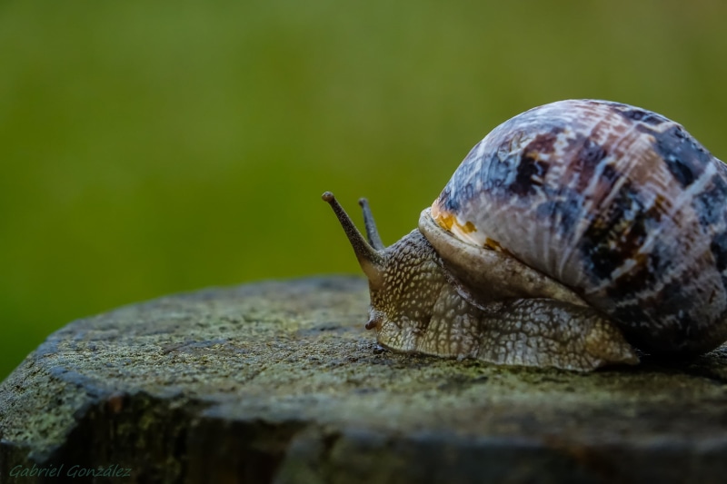 close-up, animals, wildlife, caracol, Gabriel, mollusk, 1080P, black Garden, Galicia, Photo, gastropod, Coruña, focus, RX, close, close up, snail, animal Shell