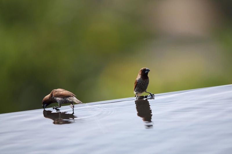 waterfront, vertebrate, depth of field, 1080P, animal wildlife, group of animals, two animals, animal family, animal, drink, no people, animal themes