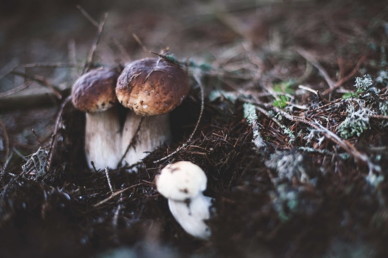 grass, woodland, no People, organic, edible Mushroom, forest, food and drink, surface level, fungus, blurred, mushrooms, cap, land, freshness, day, macro