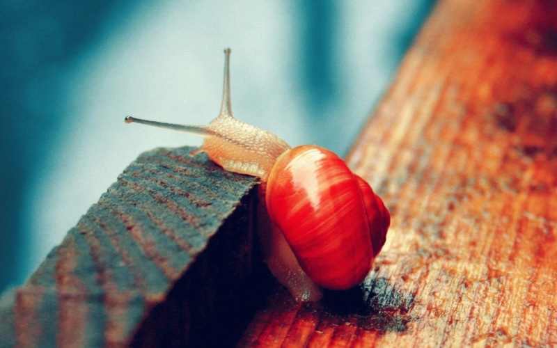 brown, wood, animal body part, slug, gastropod, speed, animals in the wild, shell, animal themes, day, close-up, crawling, red, boredom, garden Snail, mucus